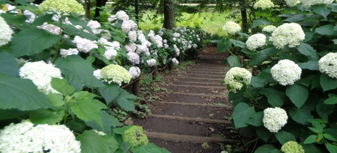 あたり一面の紫陽花を満喫！！