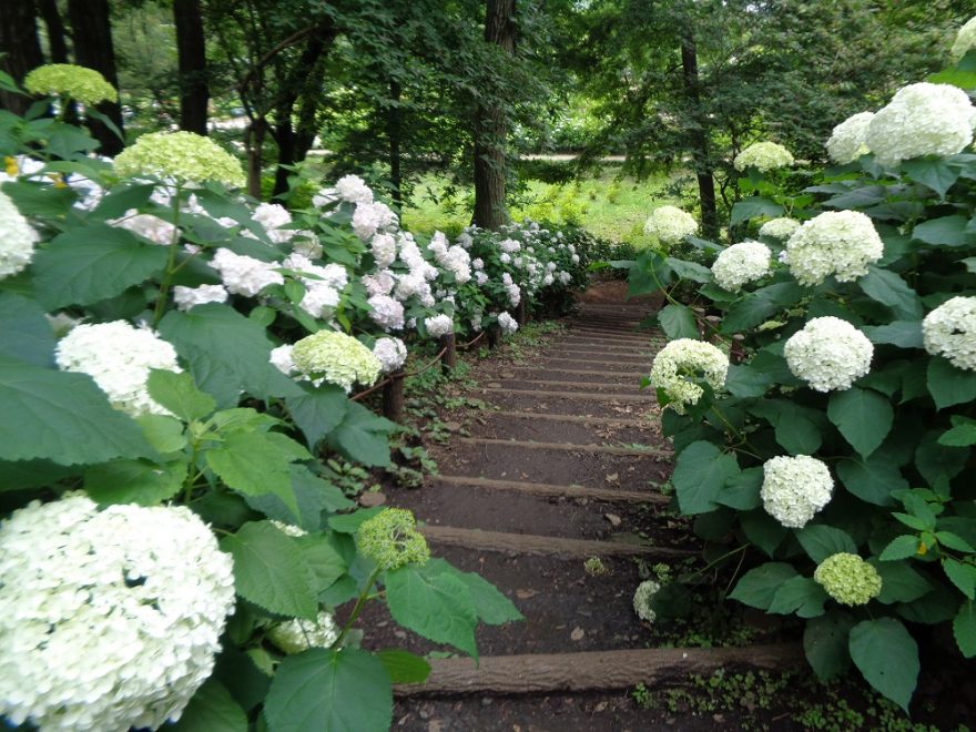 一面の紫陽花