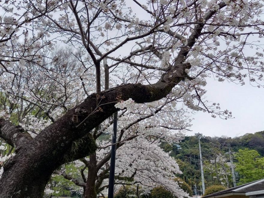 お花見