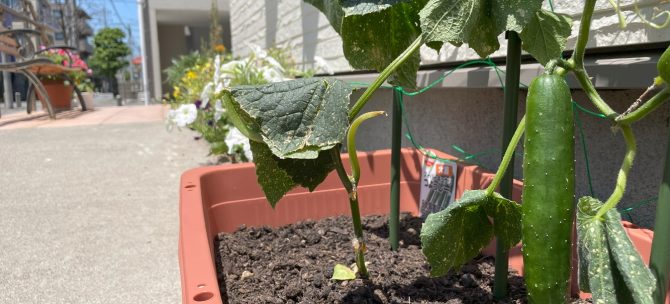家庭菜園、始めました！！