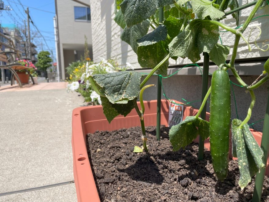 野菜